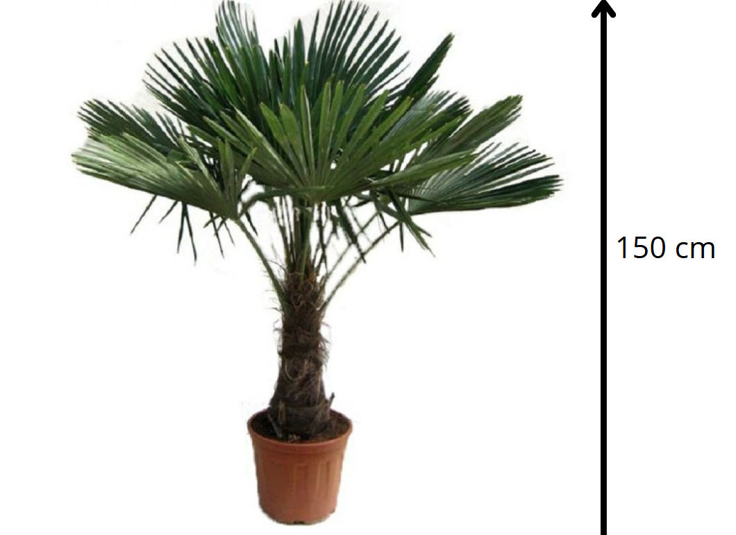 Trachycarpus fortunei 150 см